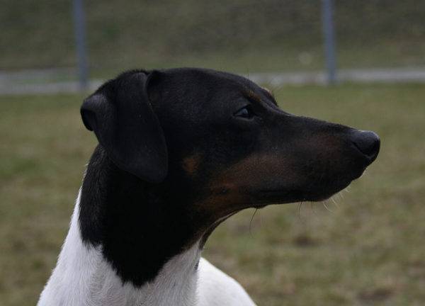 Japanese Terrier sedang menonton