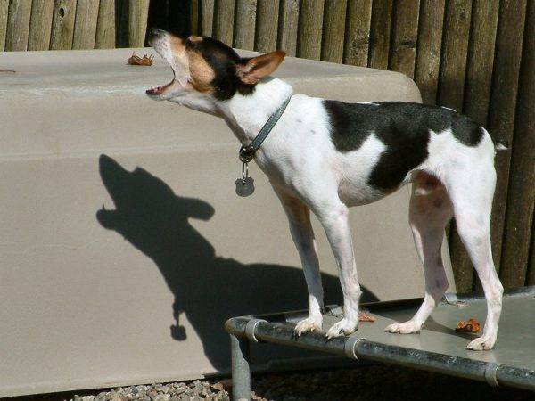 Terrier Jepang dengan mulut terbuka