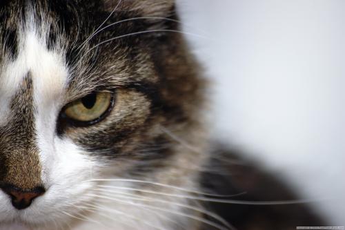 Bahasa tubuh kucing Anda