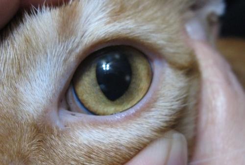 Ulkus kornea pada kucing - gejala, diagnosis dan perawatan