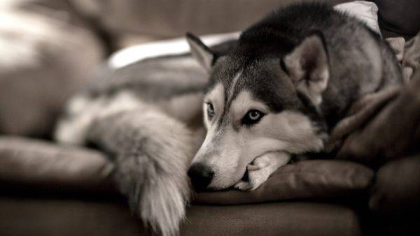 Ulkus kornea pada anjing baca artikel