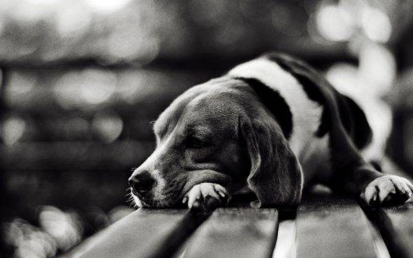Ulkus lambung pada anjing baca artikel