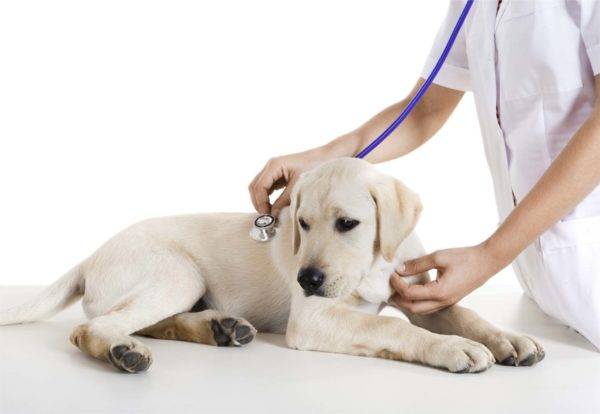 anjing di dokter hewan