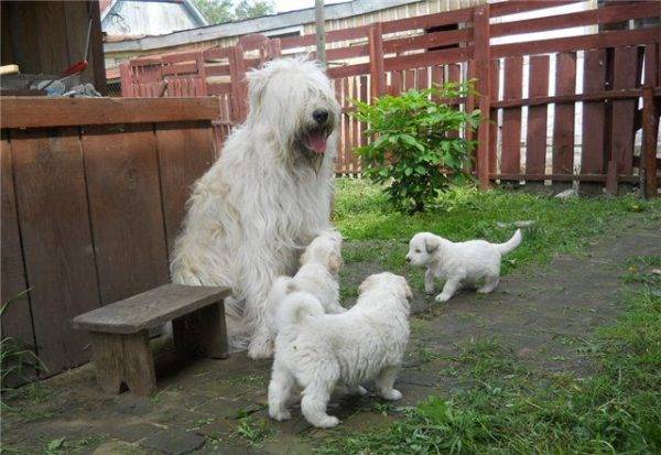 Anak Anjing Gembala Rusia Selatan