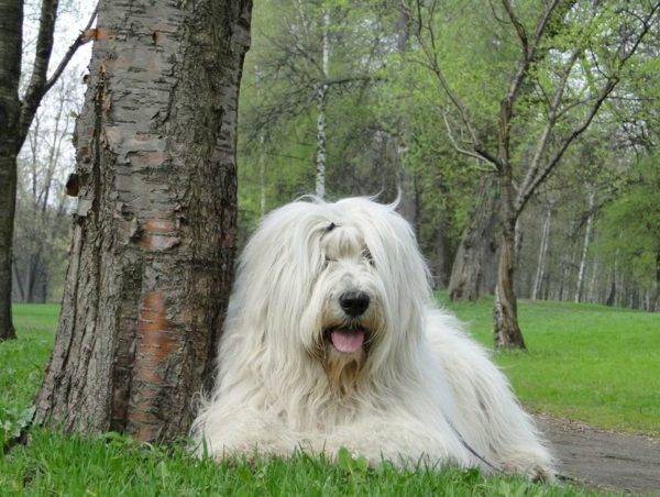 Anjing Gembala Rusia Selatan Berbohong