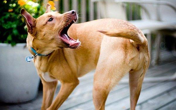 anjing dengan ekor kuda yang indah