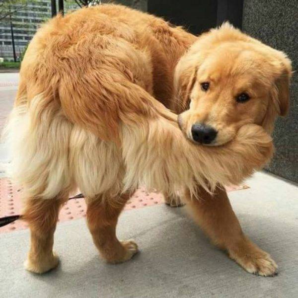 anjing itu dimainkan dengan ekor